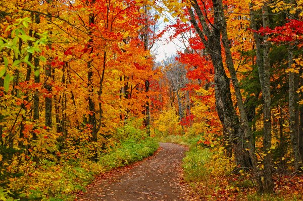 Осенняя Лесная тропинка