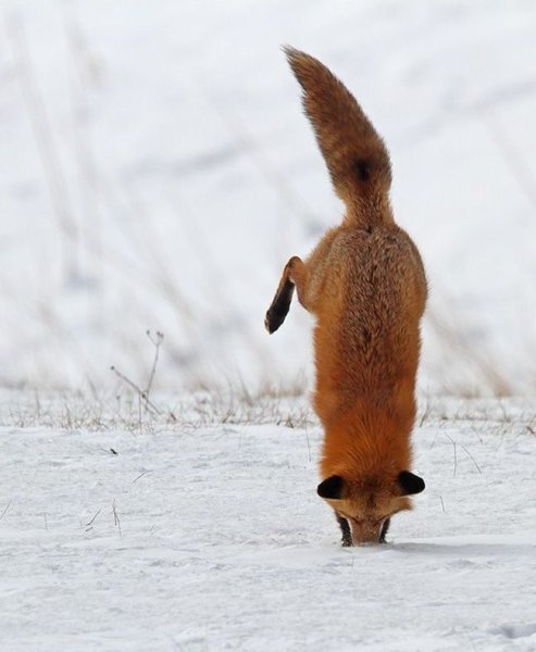 Лиса охотится