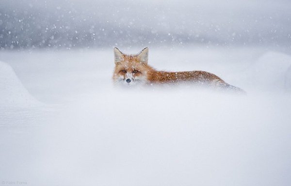 Лиса в сугробе
