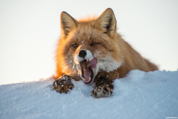 Иван Кислов лисы