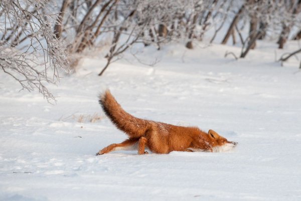 Лис в сугробе