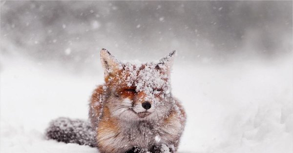 Лиса в снегу