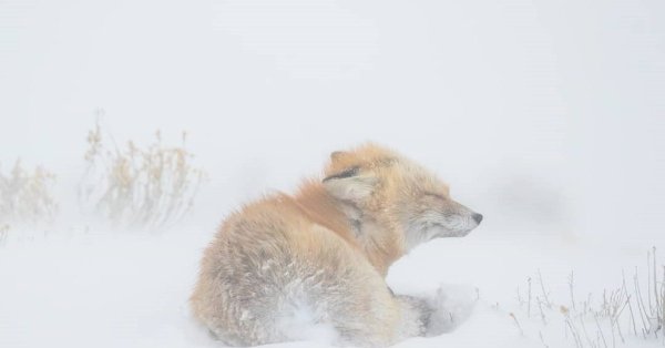 Животные в метель