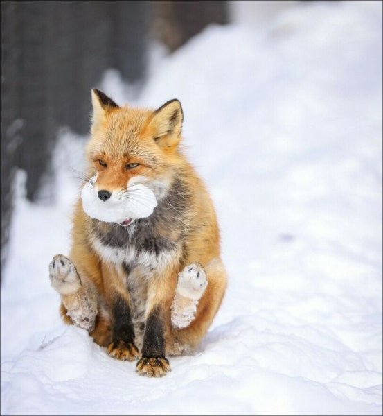 Лиса с лисенком снег
