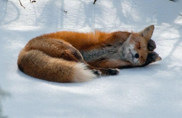 Лиса спит на снегу