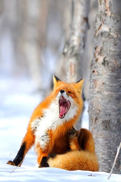 Лиса Лисонька лиса