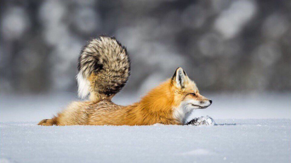 Лиса с пушистым хвостом