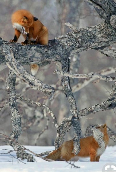 Животные на з