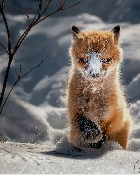 Зимняя лиса