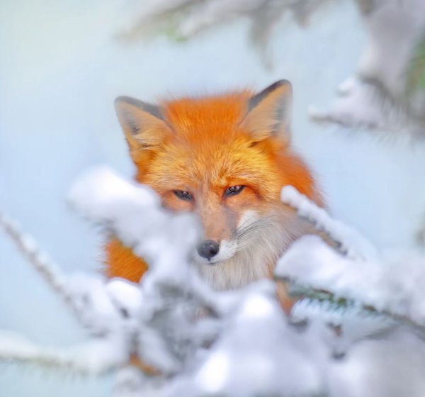 Лисенок в снегу