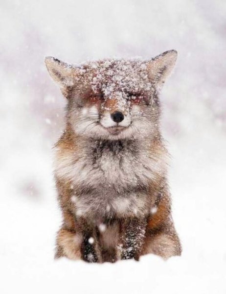 Лисенок замерз