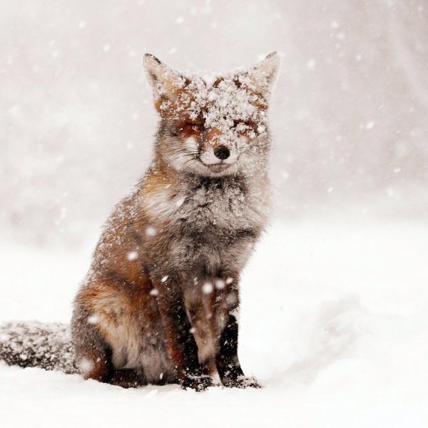 Лисы в снегу