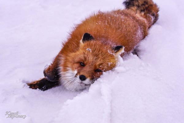 Лисенок в снегу