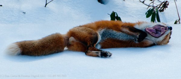 Лиса лежит на спине