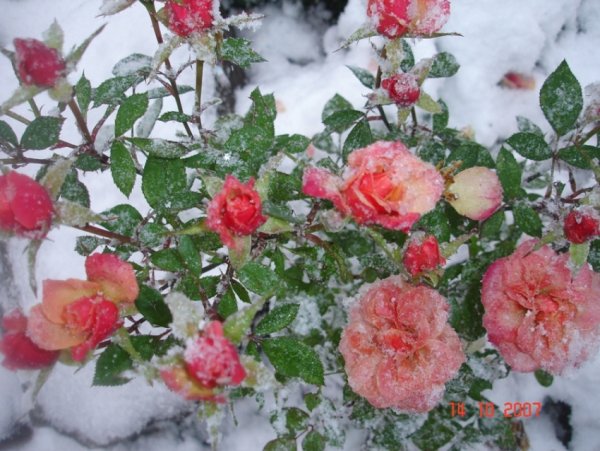 Куст розы зимой