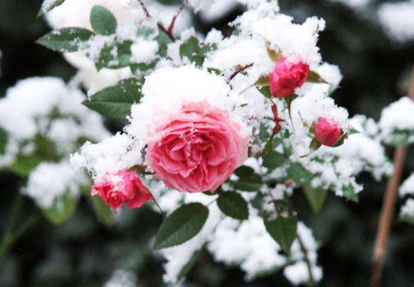 Зимняя роза