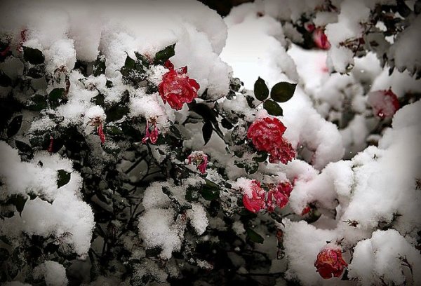 Пионы зимой