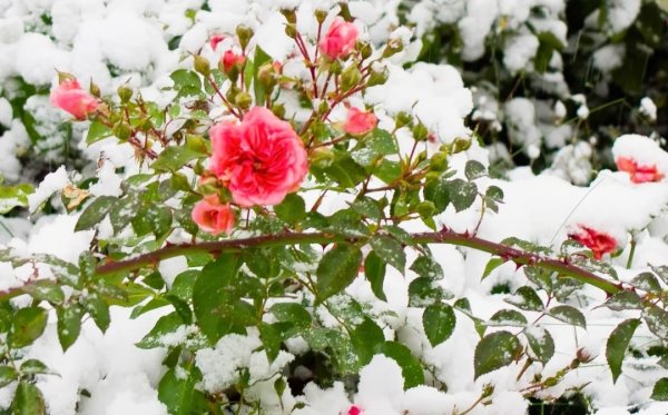 Куст розы в снегу