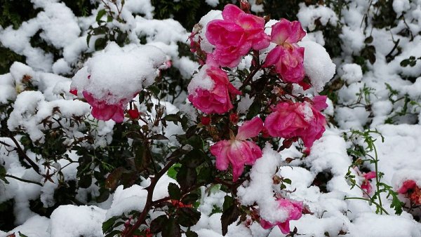 Канадская роза Снежная