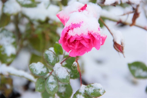 Розы розовые кусты в снегу