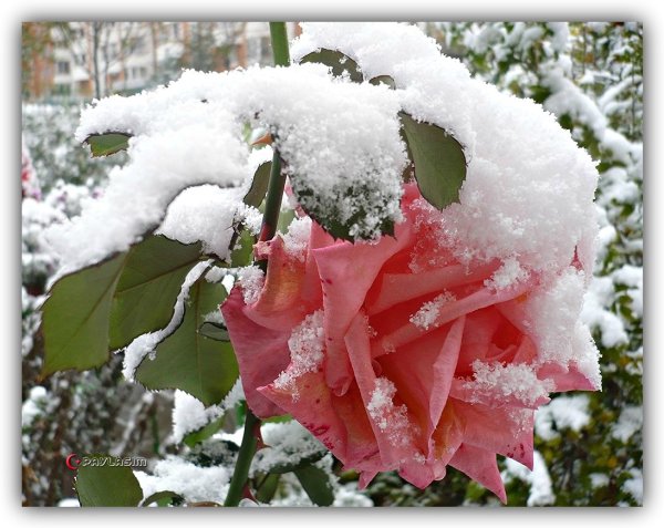 Розы под снегом