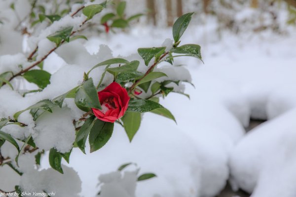 Куст розы в снегу