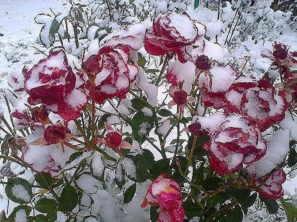Кусты роз под снегом