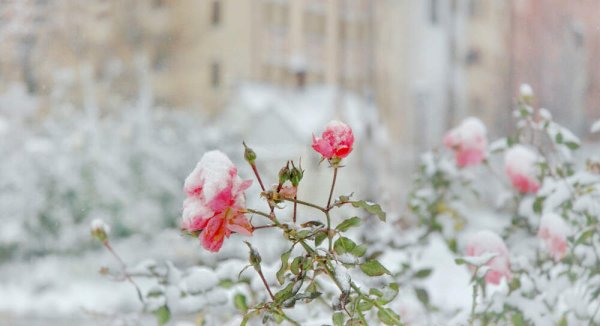 Куст розы в снегу