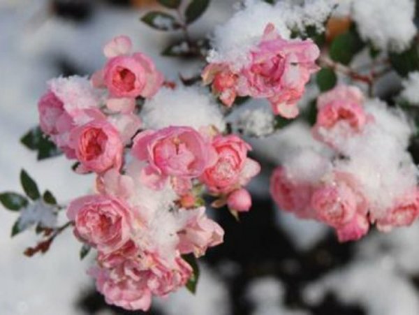 Розовый куст зимой