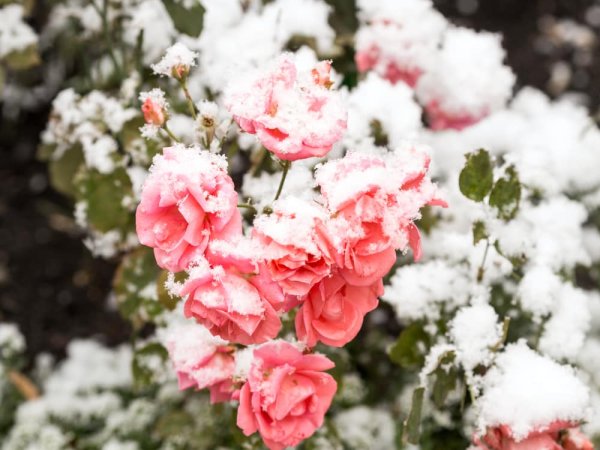 Зимний сад с розами