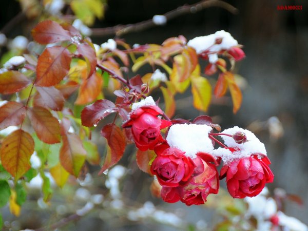 Розы в осеннем саду