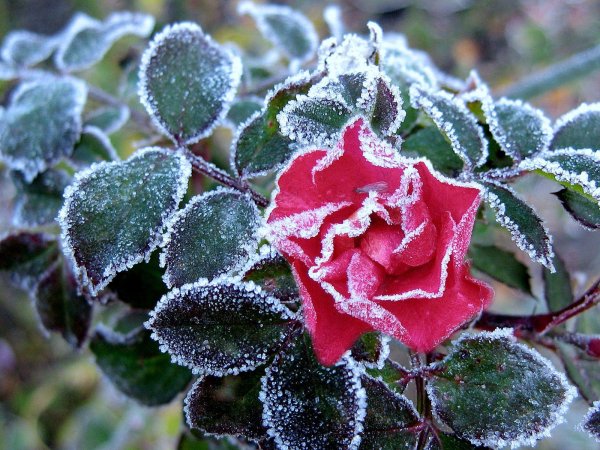 Розы в инее фото