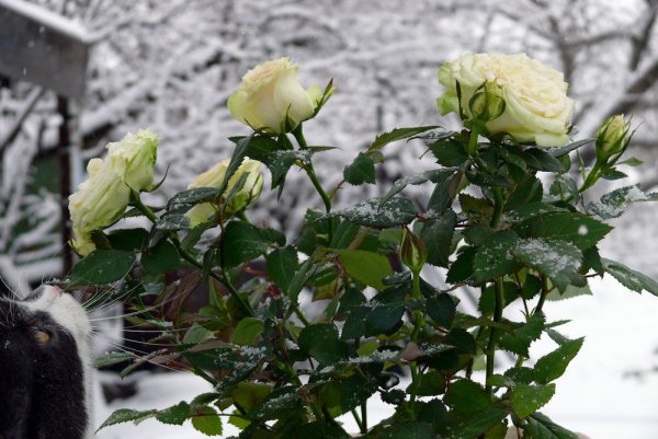 Розы на зимнем окне