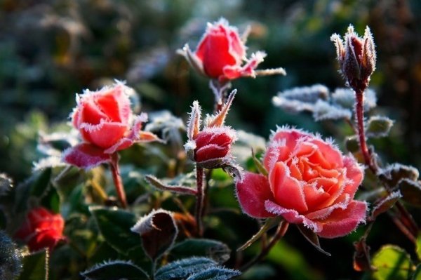 Куст розы в изморози
