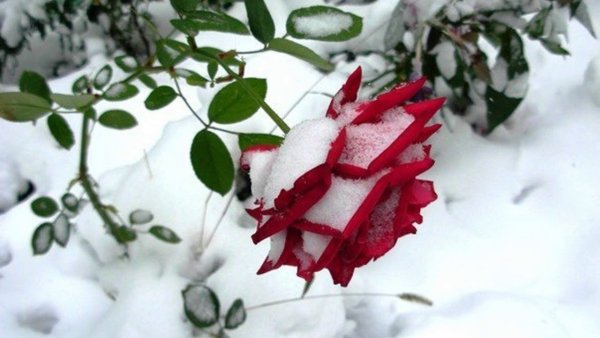 Живые зимние цветы