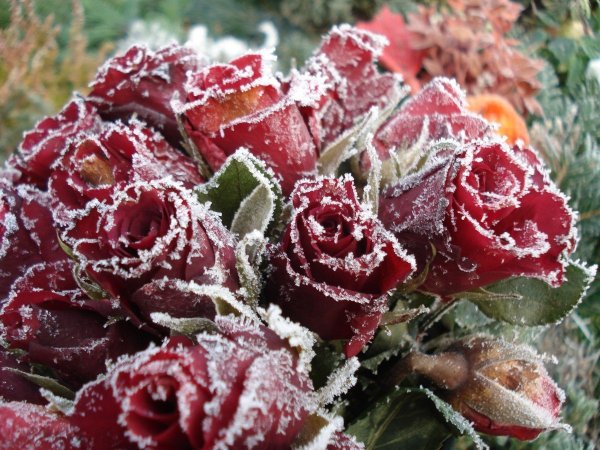 Зимняя роза Северцева