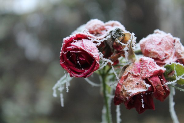 Замерзшая роза