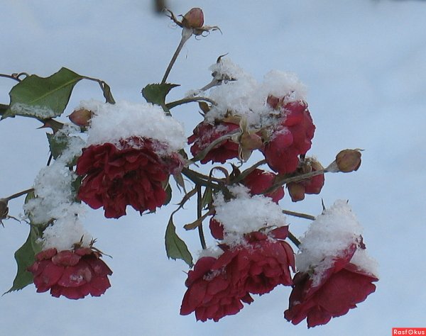 Розы под снегом