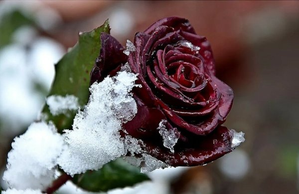 Розы зимой