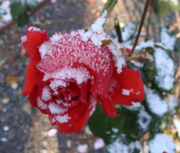 Цветы в снегу