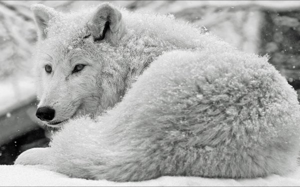 Северные волки