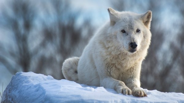 Животные Арктики Полярный волк