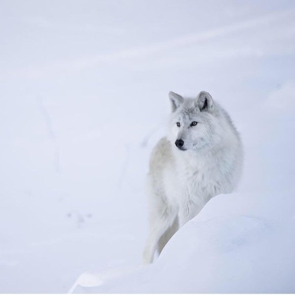Полярный волк