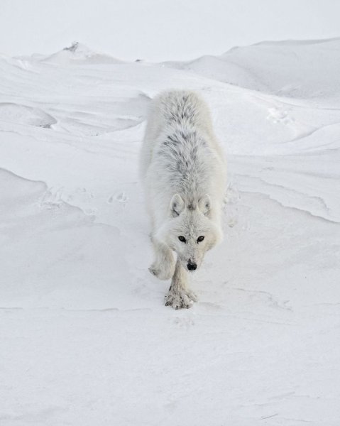 Белый волк на снегу