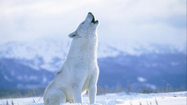 Арктический Полярный волк