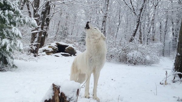 Полярный волк в снегу