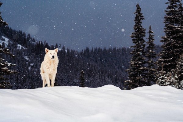 Сибирский хаски снежный волк