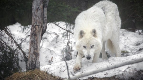 Arctic Wolf (Арктический волк)