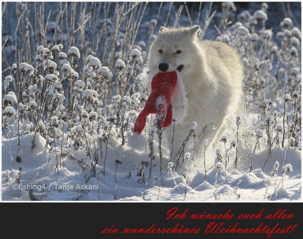 Волк радуется снегу