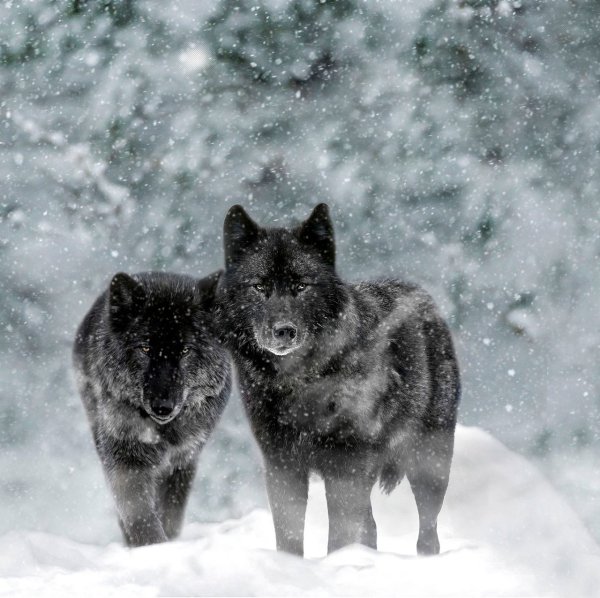 Черный волк